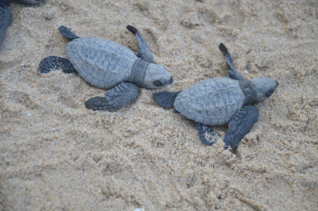 Turtle Beach House Vengurla Eksteriør bilde