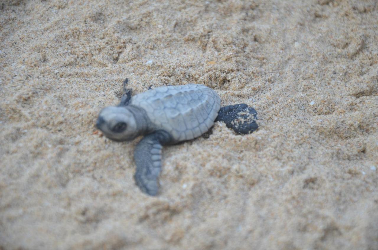 Turtle Beach House Vengurla Eksteriør bilde